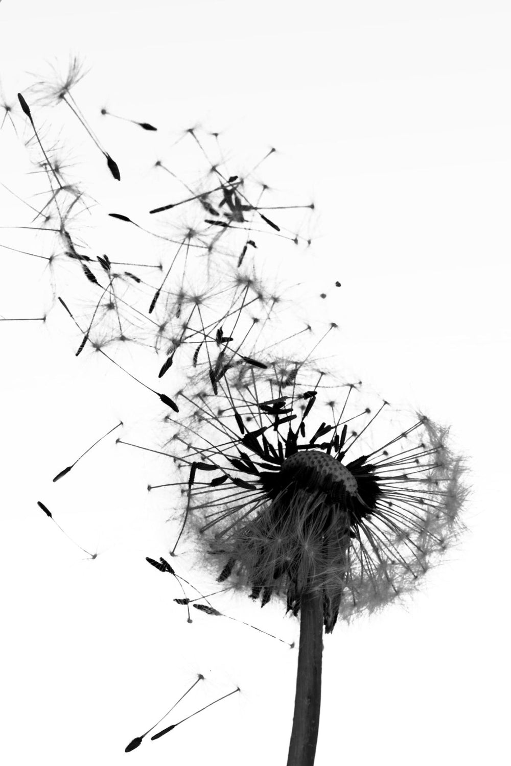 Dandelion Blown Away