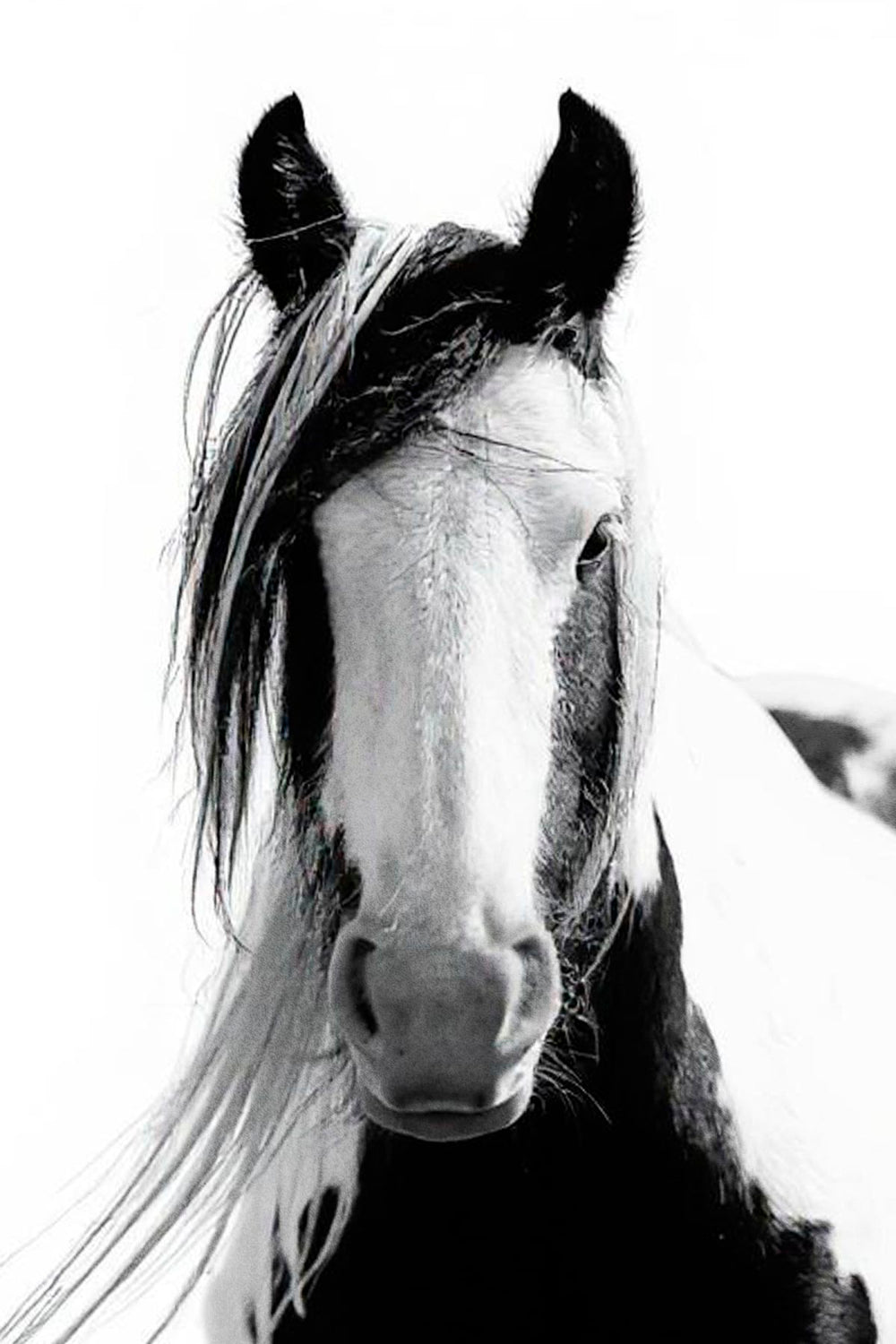 A Horse With Long Mane
